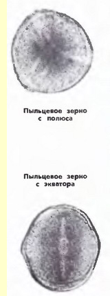 Донник белый двухлетний (М.albus Desr.)-пыльцевые зерна Донник белый двухлетний (М.albus Desr.)-пыльцевые зерна